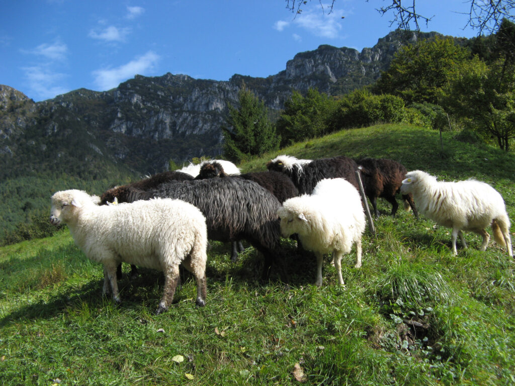 Weiße und schwarze Schafe in Drentus bei Dordolla im Aupatal in den Karnischen Alpen, Gemeinde Moggio Udinese / Friaul / Italien. Rasse: Krainer Steinschafe (Jezersko–Solčava), eine seltene alte autochtone Haustierrasse die im Dreiländereck rund um die Julischen Alpen. Auf italienisch Pecora Plezzane (von Plezzo=ital. Bezeichnung für Bovec) - als Hinweis auf ihr Ursprungsgebiet im oberen Isonzo Tal.